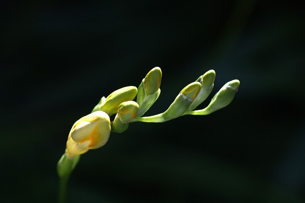 Spring Freesia Fingers  by Joy Watson
